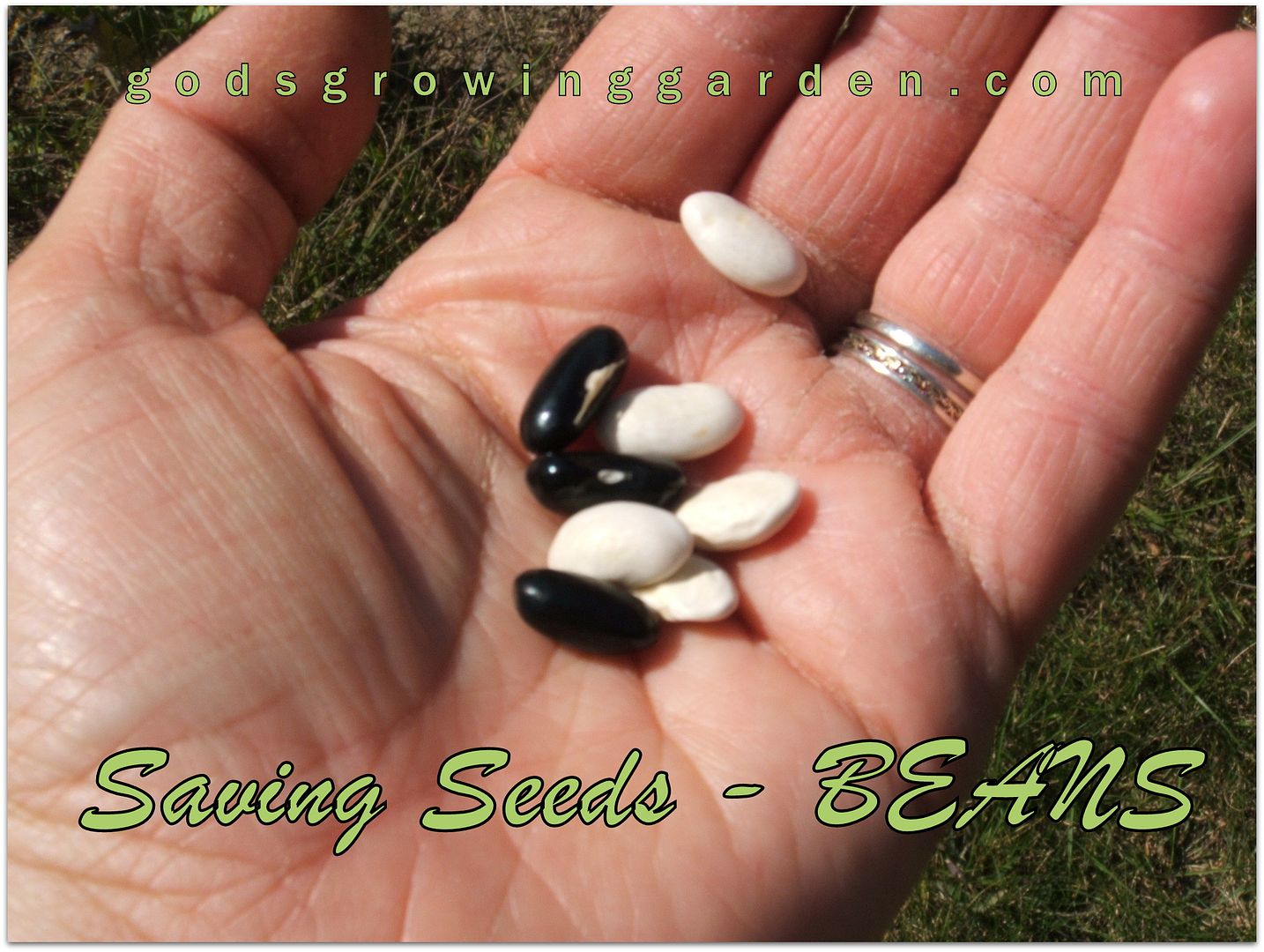 Saving Bean Seeds by Angie Ouellette-Tower for godsgrowinggarden.com photo 006_zps84849005.jpg
