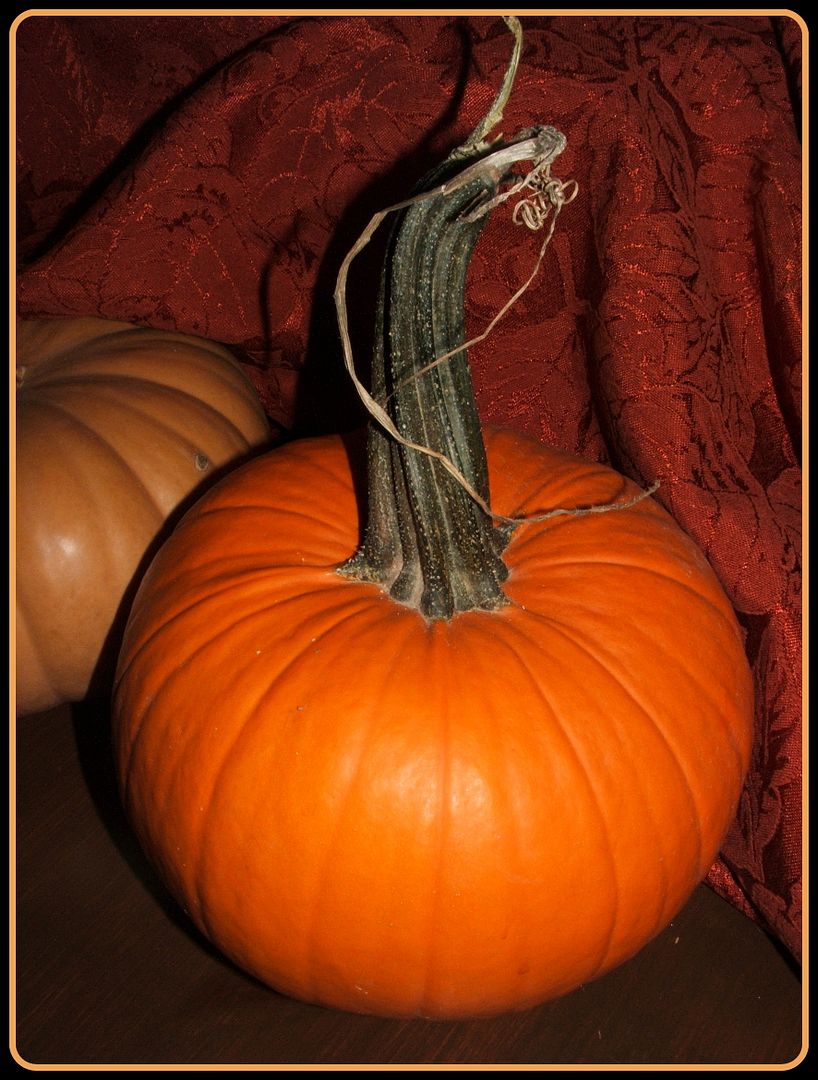 Pumpkins by Angie Ouellette-Tower for godsgrowinggarden.com photo 007_zps954ca96b.jpg