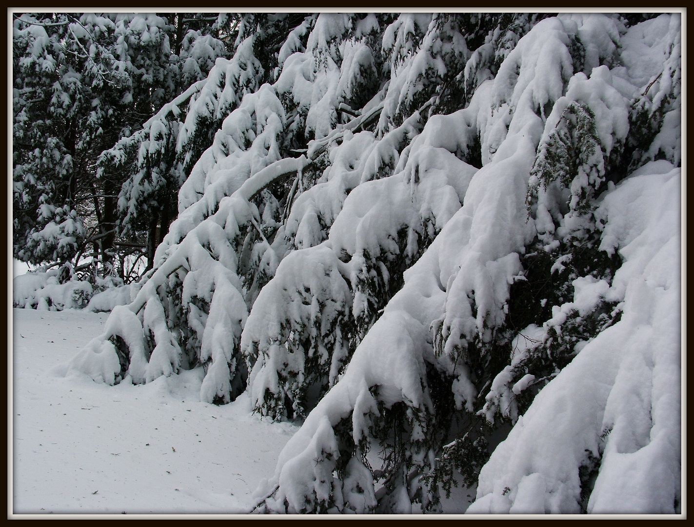 Canadian Hemlock by Angie Ouellette-Tower for godsgrowinggarden.com photo 010_zpsbc093b01.jpg