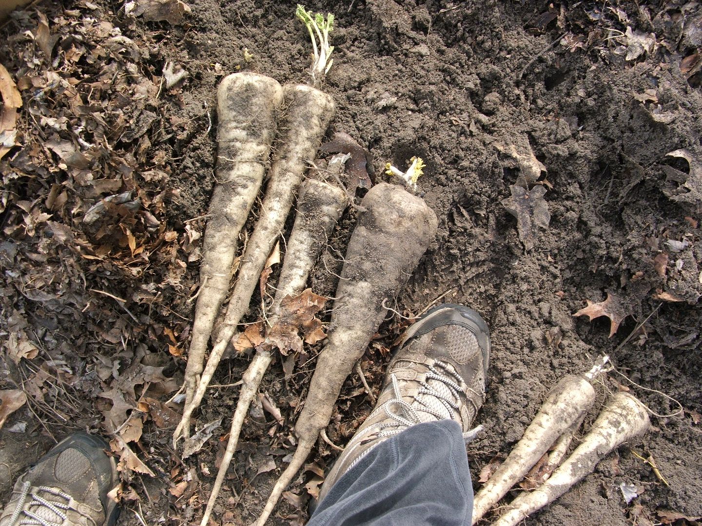 Larger Than Feet Parsnips by Angie Ouellette-Tower for godsgrowinggarden.com photo 011_zpsa04307c6.jpg
