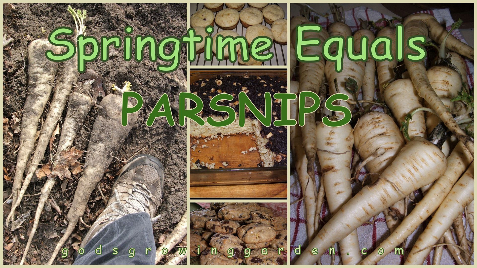 Parsnips by Angie Ouellette-Tower for godsgrowinggarden.com photo 2013-03-31_zpsa9b2b83e.jpg