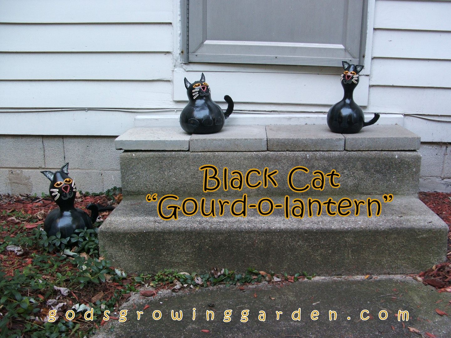 Black Cat Gourd-o-lanterns by Angie Ouellette-Tower for godsgrowinggarden.com photo DSCF1952_zpsfef94ea3.jpg