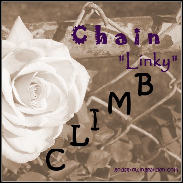 Chain Linky Climb, by Angie Ouellette-Tower for godsgrowinggarden.com
