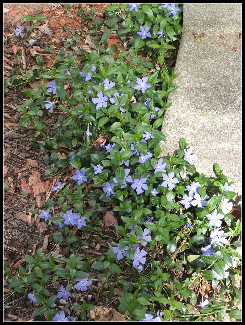 Creeping Myrtle by Angie Ouellette-Tower for godsgrowinggarden.com photo 001_zps0558d82c.jpg