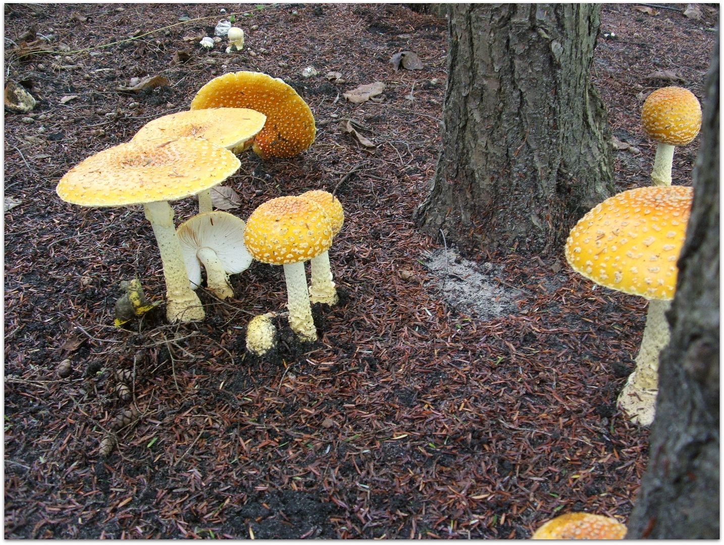 Mushrooms by Angie Ouellette-Tower for godsgrowinggarden.com photo 003_zps0ec133fe.jpg