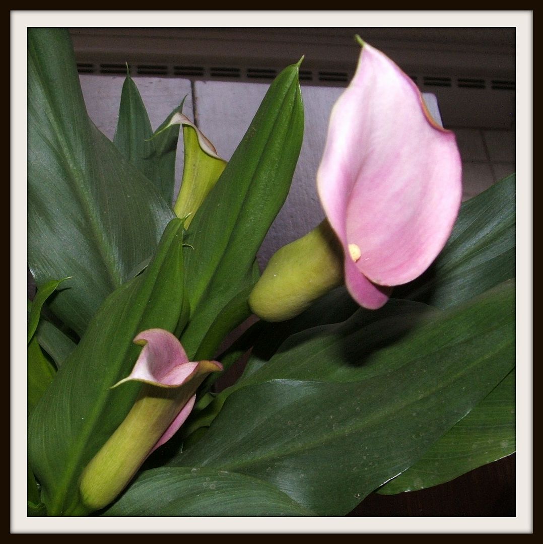 Calla Lily Birthday by Angie Ouellette-Tower for godsgrowinggarden.com photo 005_zpsa9dfaf82.jpg