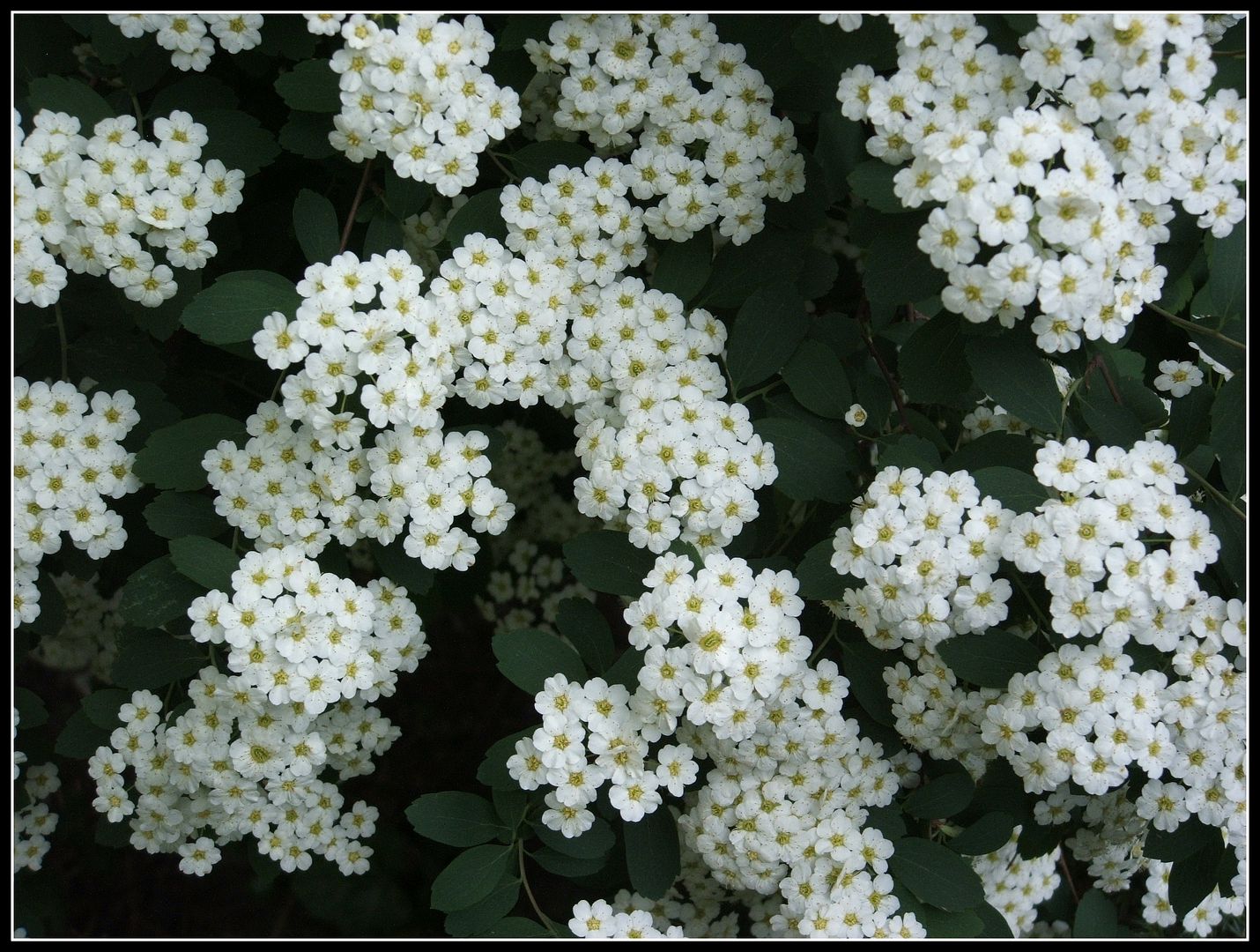 Spirea by Angie Ouellette-Tower for godsgrowinggarden.com photo 006_zpsbf1b1313.jpg