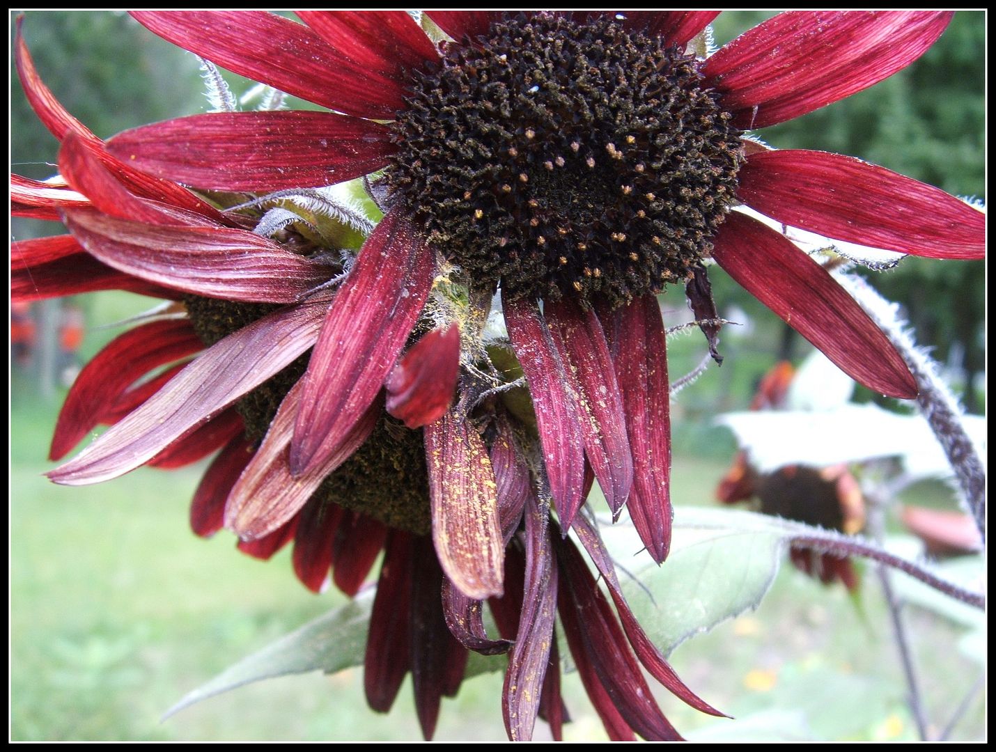 Prado Sunflowers by Angie Ouellette-Tower for godsgrowinggarden.com photo 007_zps8732e078.jpg