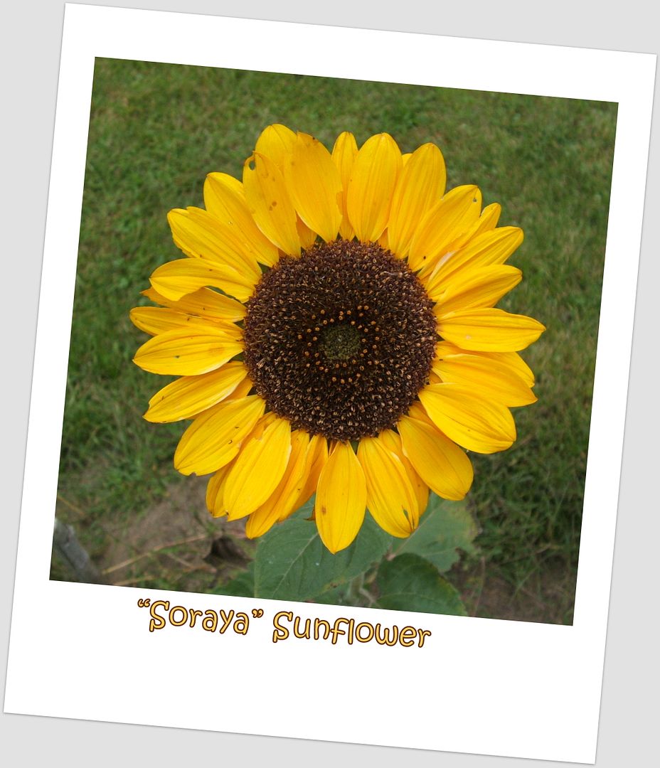 Soraya Sunflower by Angie Ouellette-Tower for godsgrowinggarden.com photo 008_zps2a2059a4.jpg