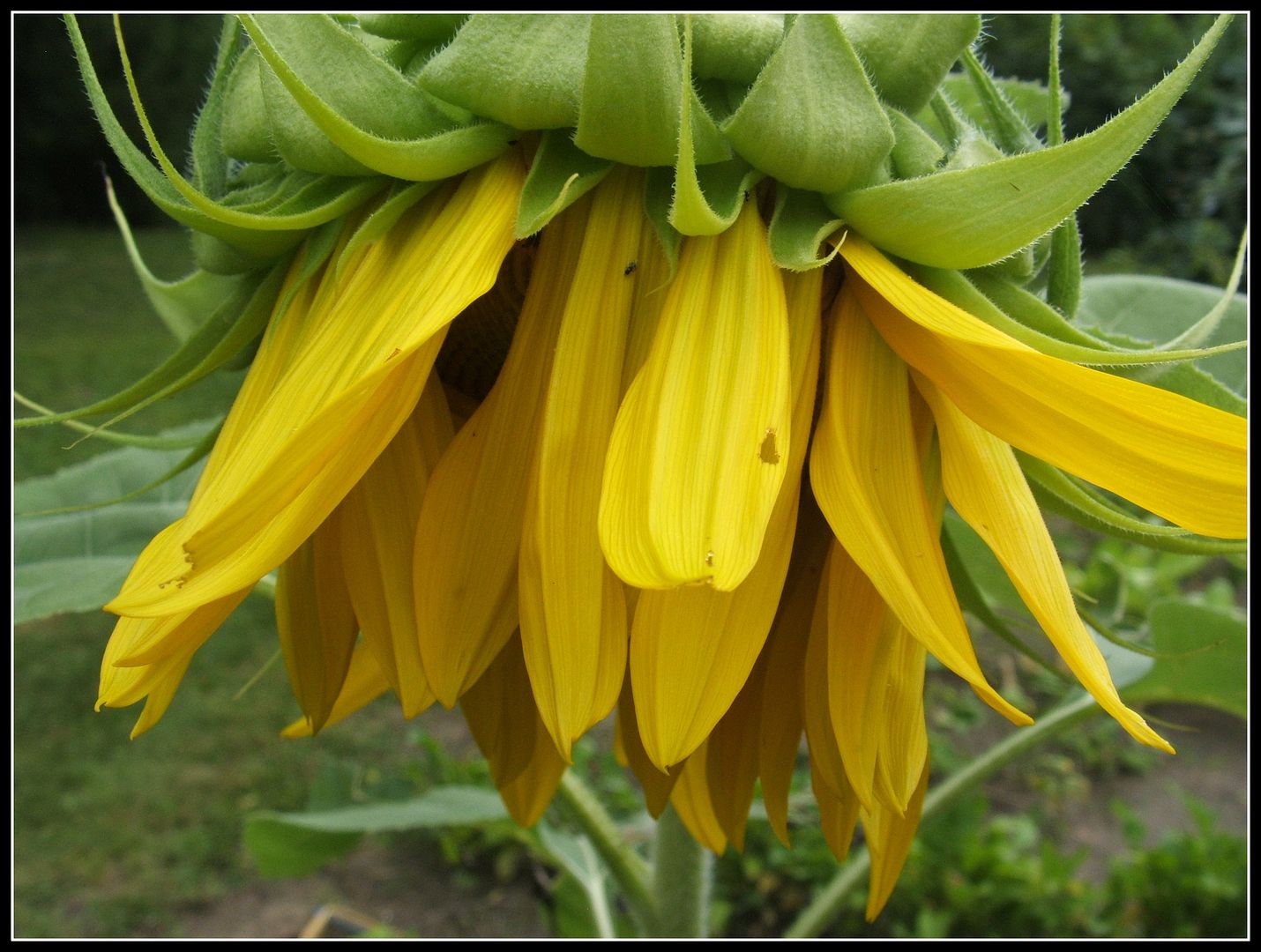 Sunflower by Angie Ouellette-Tower for godsgrowinggarden.com photo 008_zps4d53a4a5.jpg