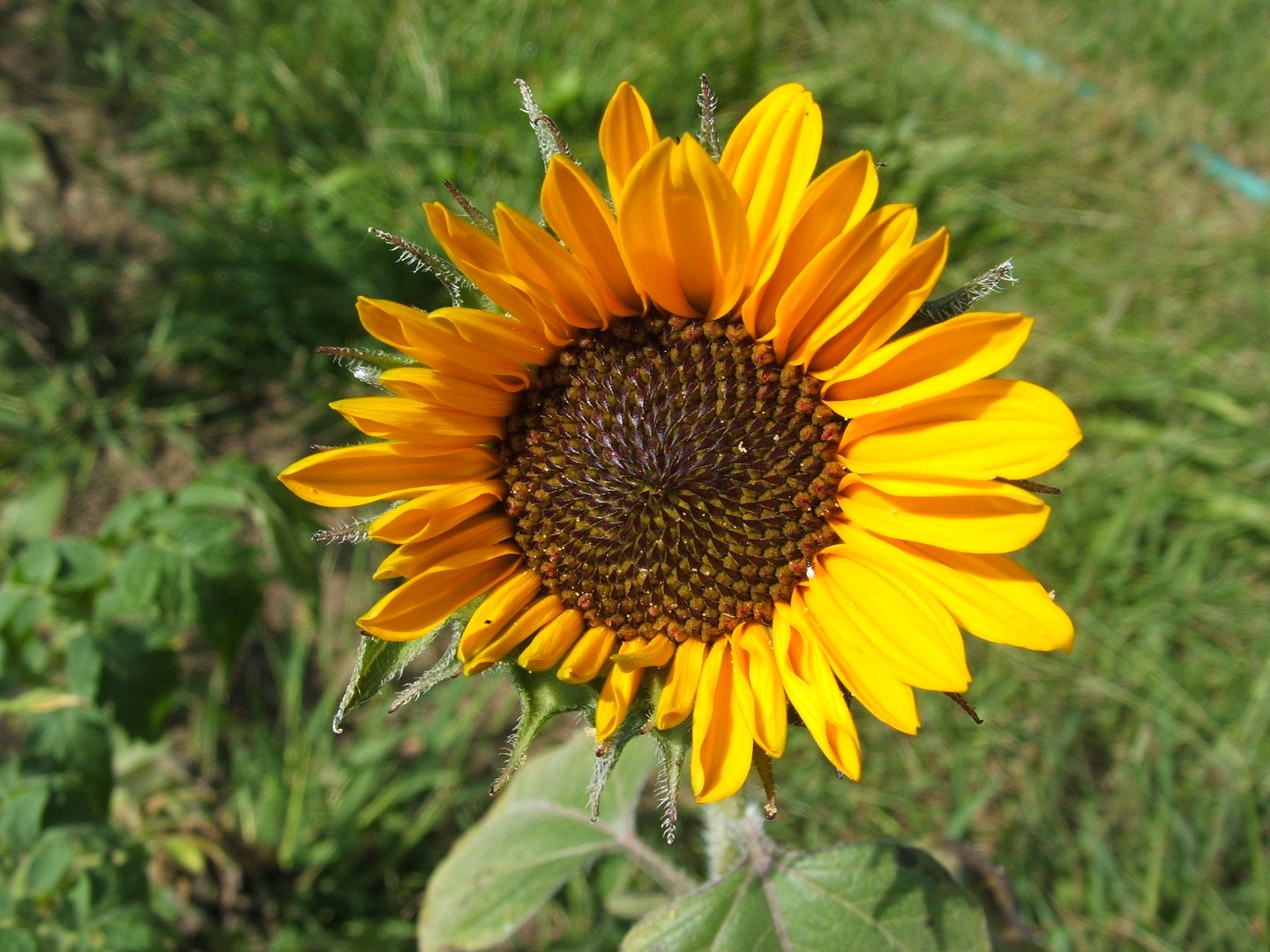 Soraya Sunflower by Angie Ouellette-Tower for godsgrowinggarden.com photo 009_zps429944a4.jpg