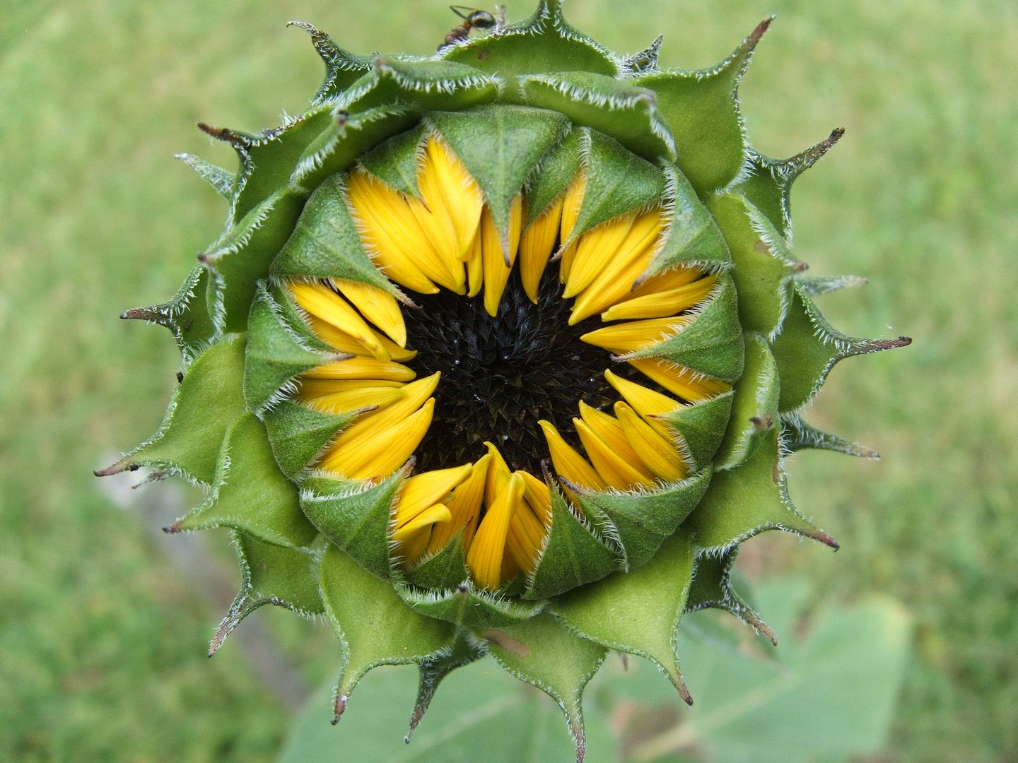 Soraya Sunflower by Angie Ouellette-Tower for godsgrowinggarden.com photo 009_zps487be5ad.jpg
