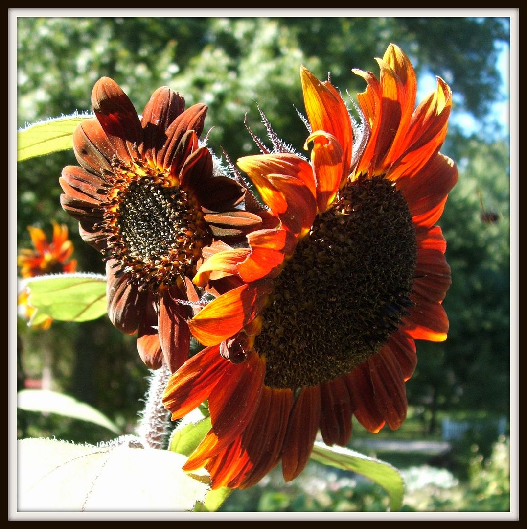 Prado Sunflowers by Angie Ouellette-Tower for godsgrowinggarden.com photo 010_zps412c46a9.jpg