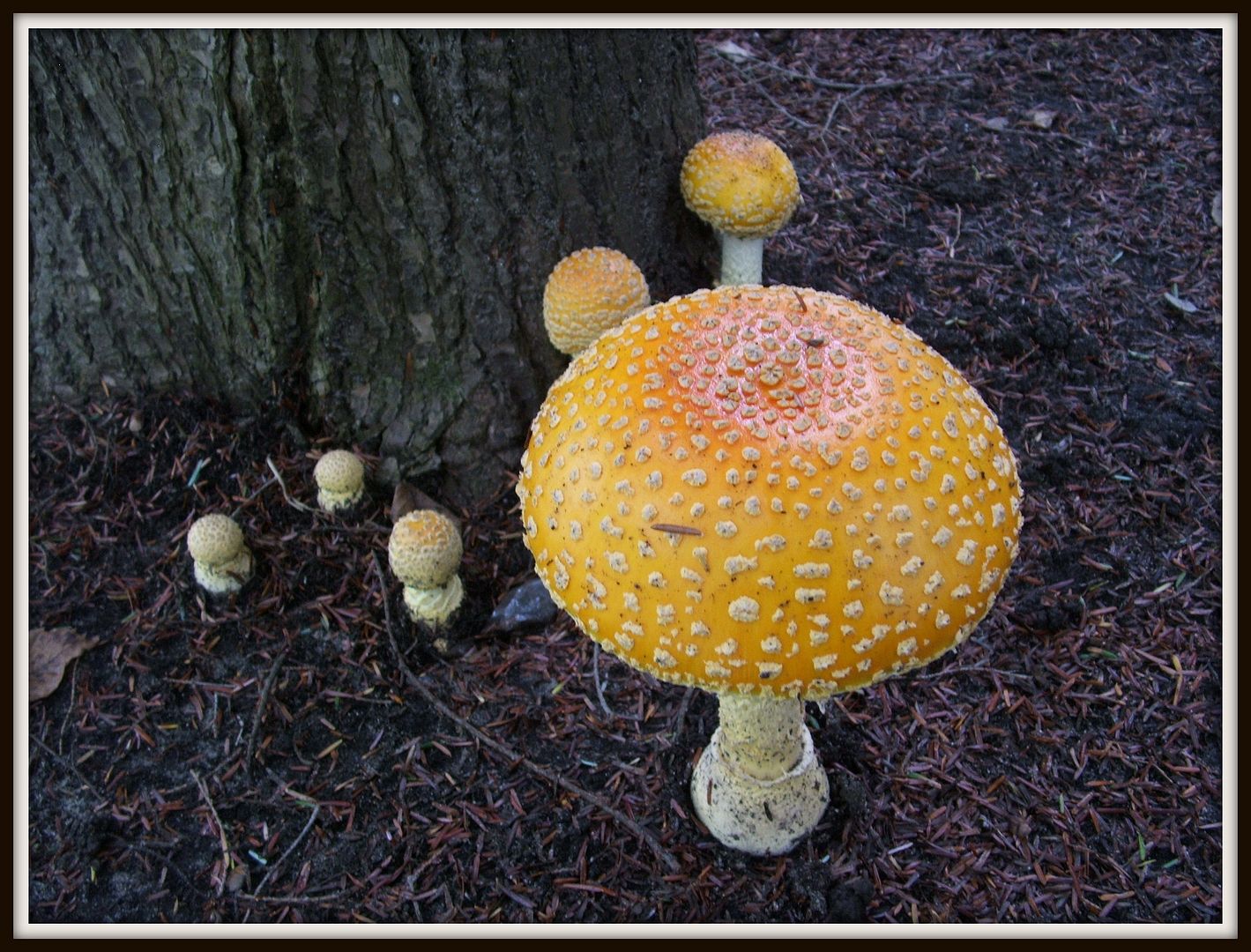 Mushrooms by Angie Ouellette-Tower for godsgrowinggarden.com photo 010_zps5d91e109.jpg