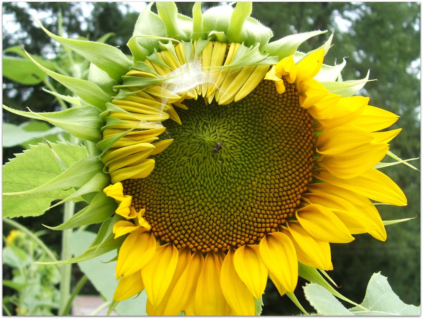 Giant Gray Stripe Sunflower by Angie Ouellette-Tower for godsgrowinggarden.com photo 010_zps9daa47cc.jpg