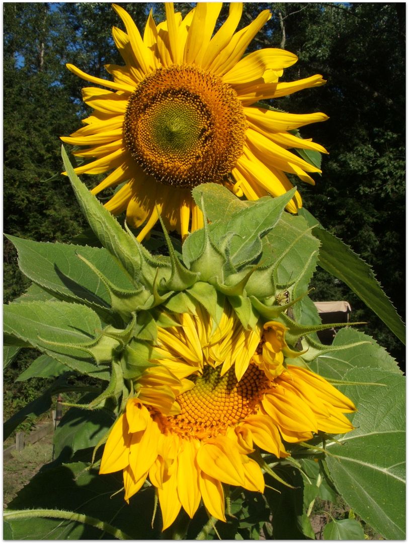 Giant Gray Stripe Sunflower by Angie Ouellette-Tower for godsgrowinggarden.com photo 011_zps8b22229f.jpg