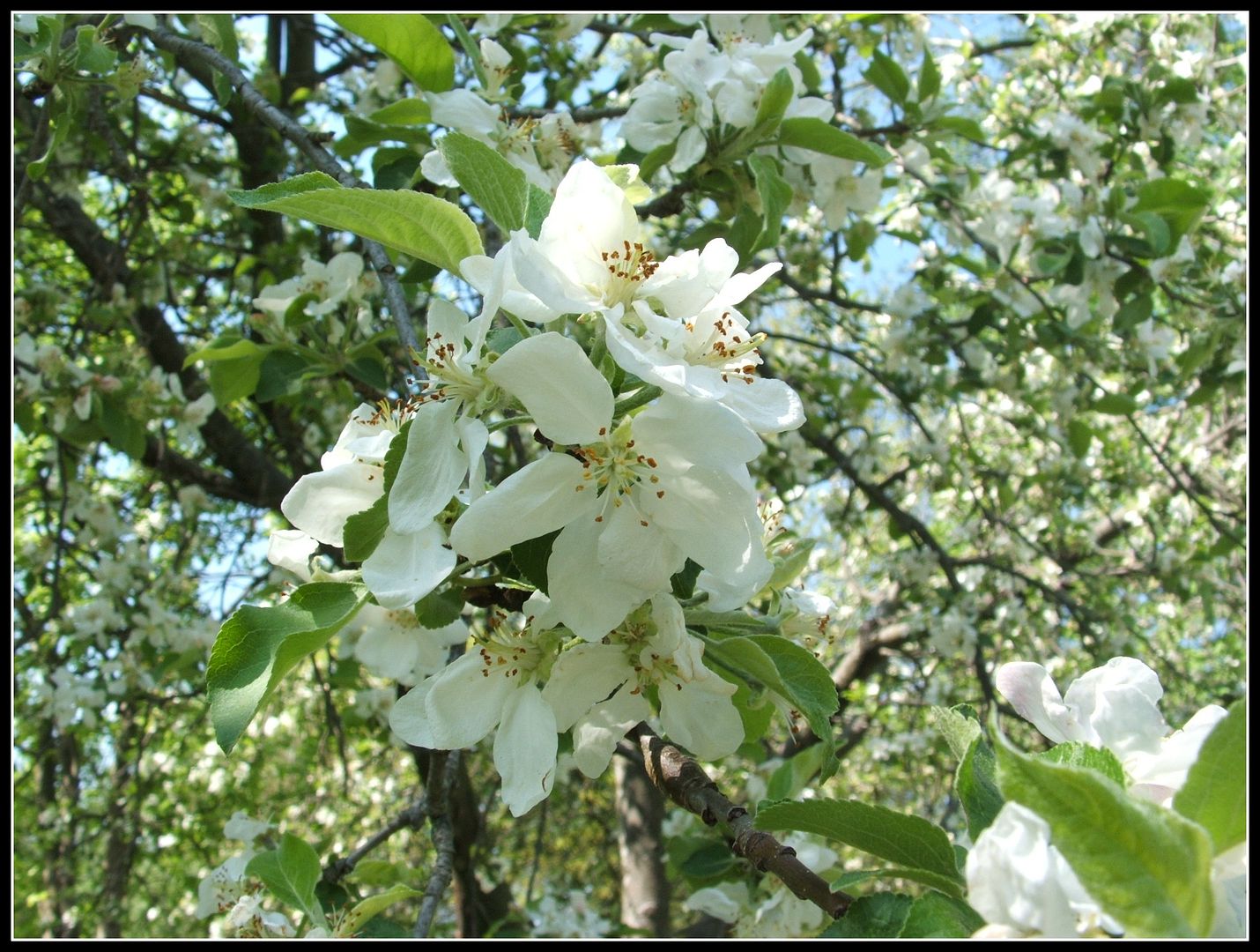 Blooming Blossoms by Angie Ouellette-Tower for godsgrowinggarden.com photo 012_zps2bd82e4b.jpg