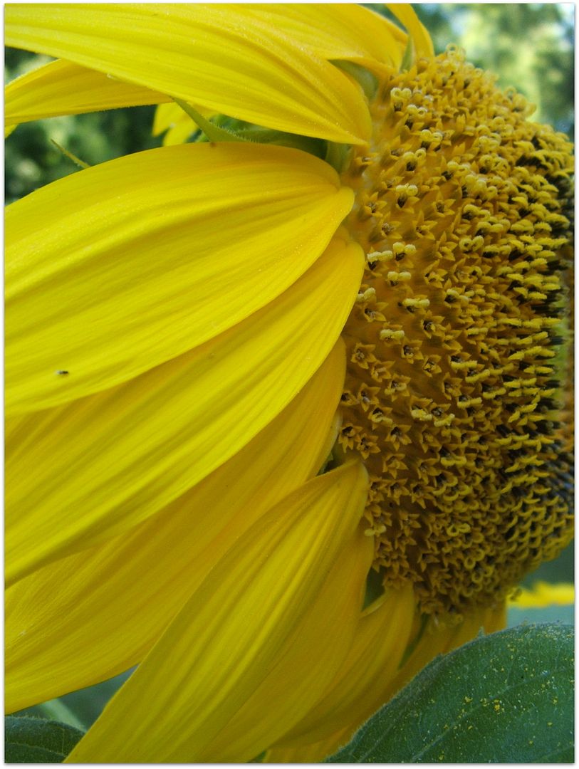 Sunflower by Angie Ouellette-Tower for godsgrowinggarden.com photo 013_zpsbefb893b.jpg