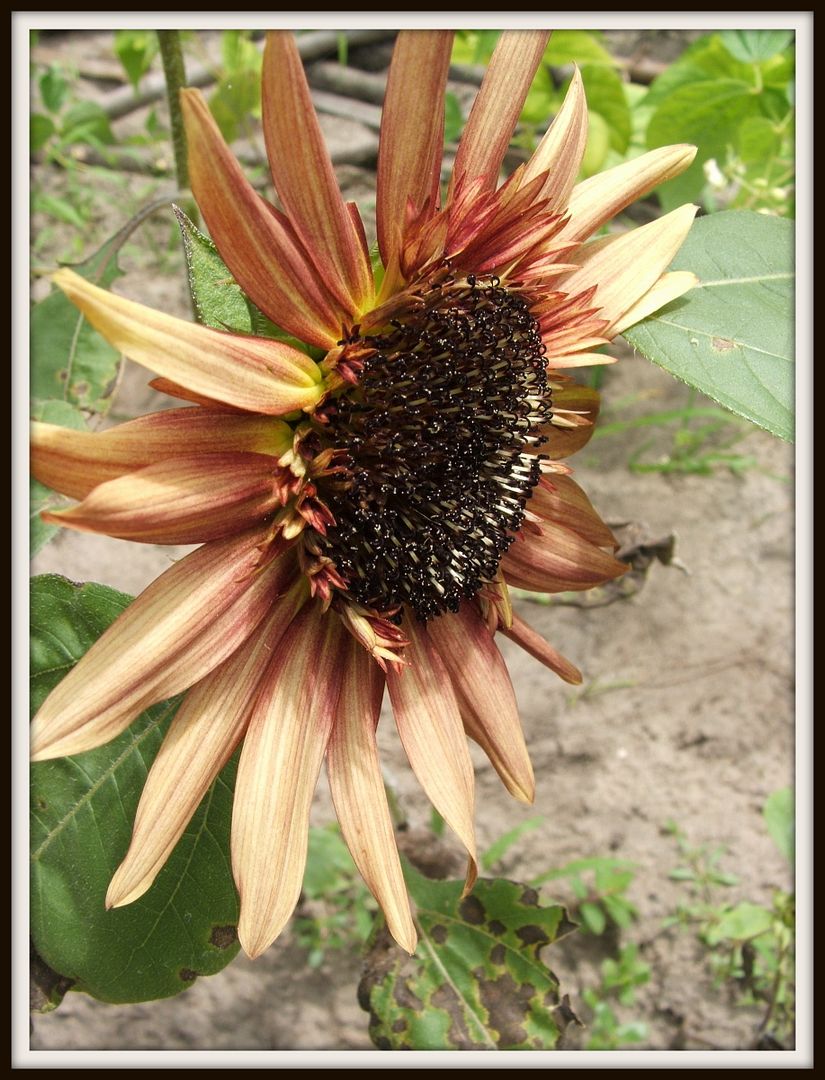 Starburst Sunflowers by Angie Ouellette-Tower for godsgrowinggarden.com photo 023_zps651b5c0f.jpg