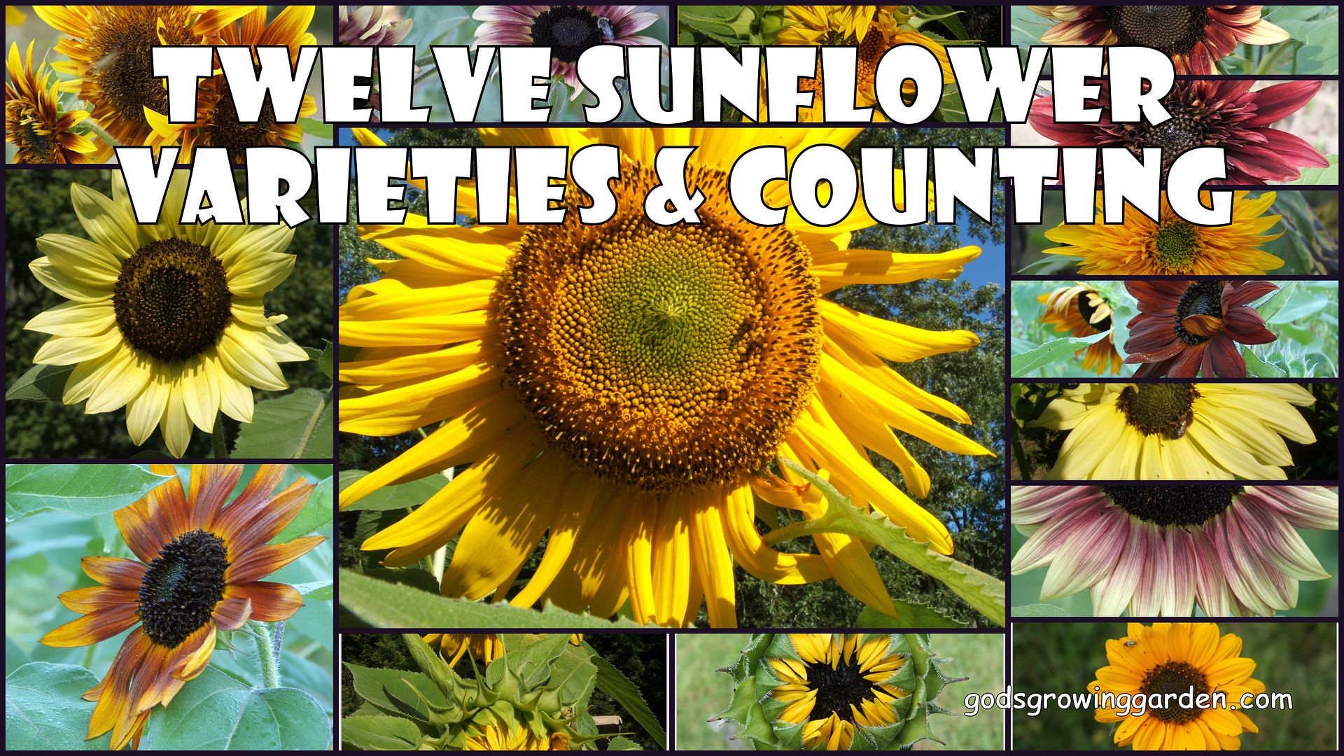 12 Sunflowers by Angie Ouellette-Tower for godsgrowinggarden.com photo 2012-09-06_zps5a51cf4c.jpg