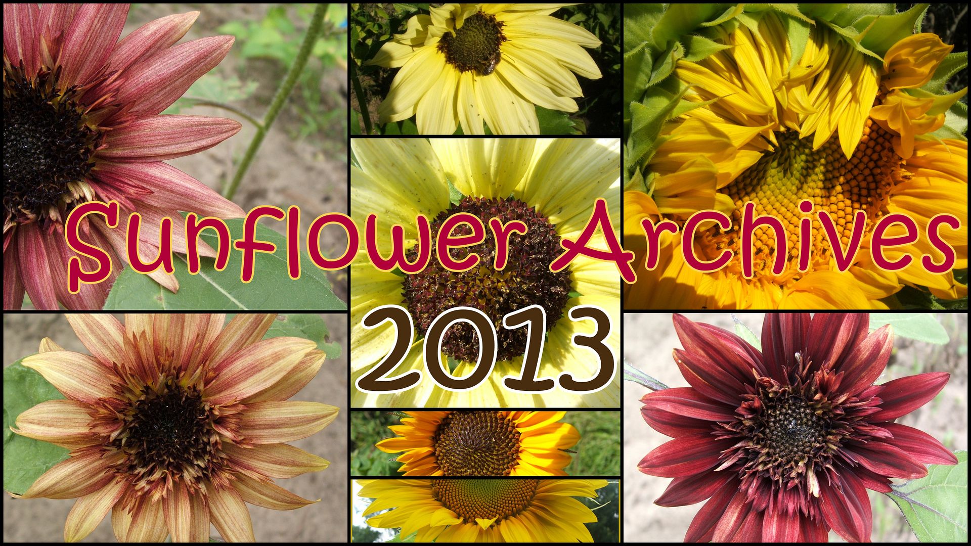 Sunflowers by Angie Ouellette-Tower for godsgrowinggarden.com photo 2013-08-29_zps950bc518.jpg