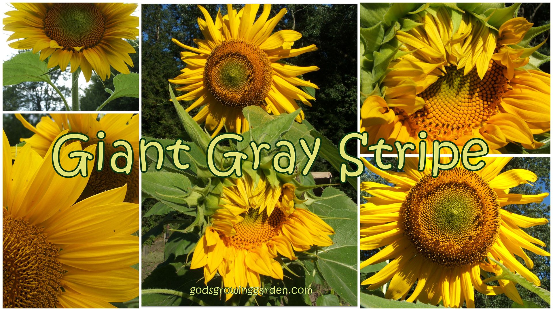 sunflowers by Angie Ouellette-Tower for godsgrowinggarden.com photo 2013-09-01_zpse1f84b06.jpg
