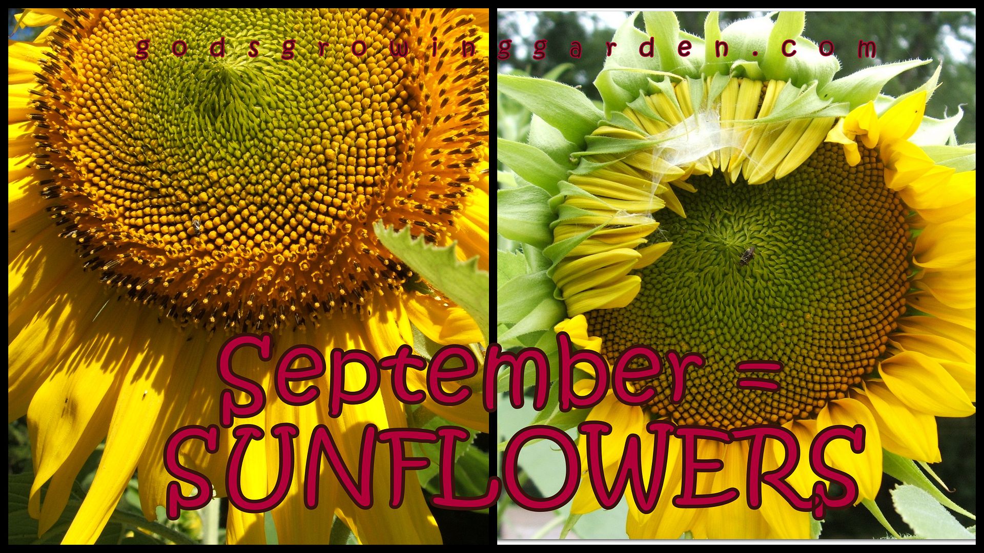 sunflowers by Angie Ouellette-Tower for godsgrowinggarden.com photo 2013-09-03_zps0eee164f.jpg