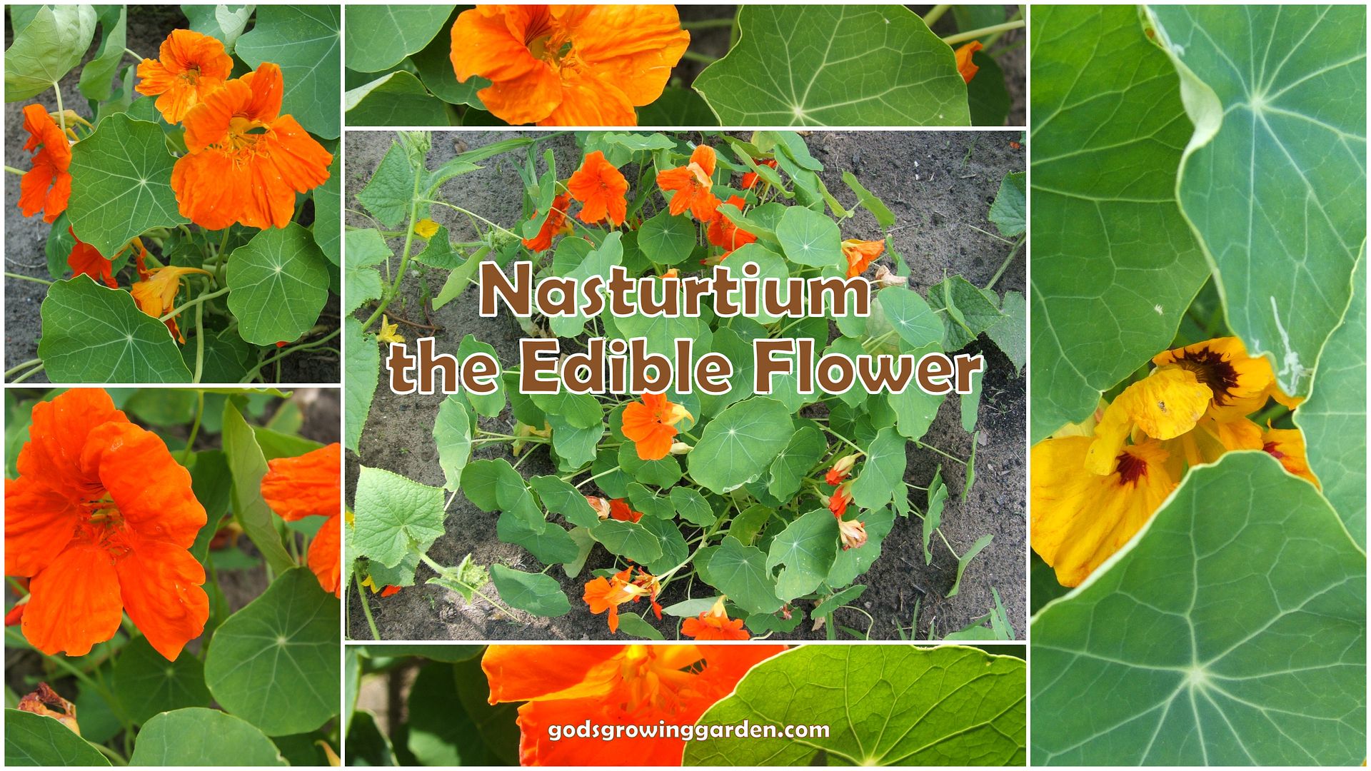 Nasturtiums by Angie Ouellette-Tower for godsgrowinggarden.com photo 2014-07-16_zps5f9ec2c9.jpg