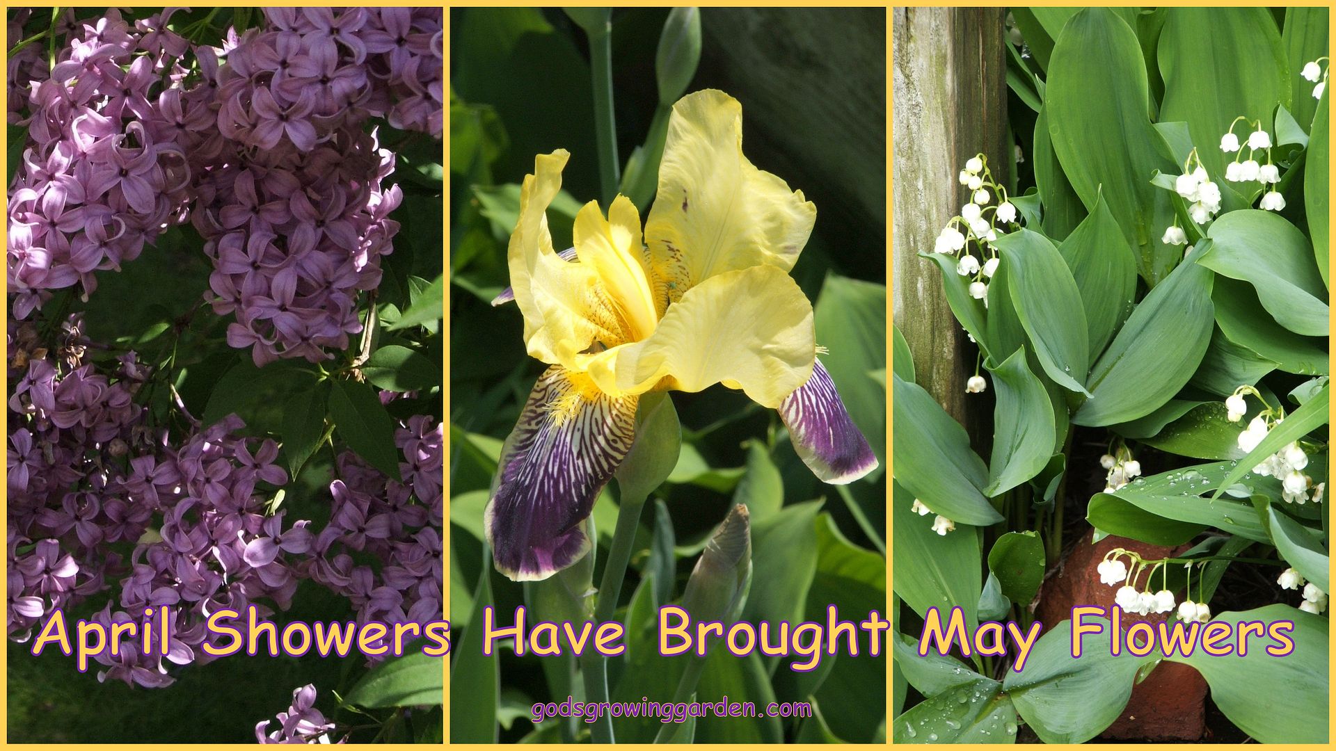 May Flowers by Angie Ouellette-Tower for godsgrowinggarden.com photo BlogStuff_zps90813549.jpg