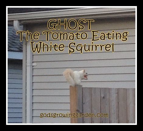 by Angie Ouellette-Tower for http://www.godsgrowinggarden.com/ photo GhostSquirrel1 - Copy_zpsnaslgzi4.jpg