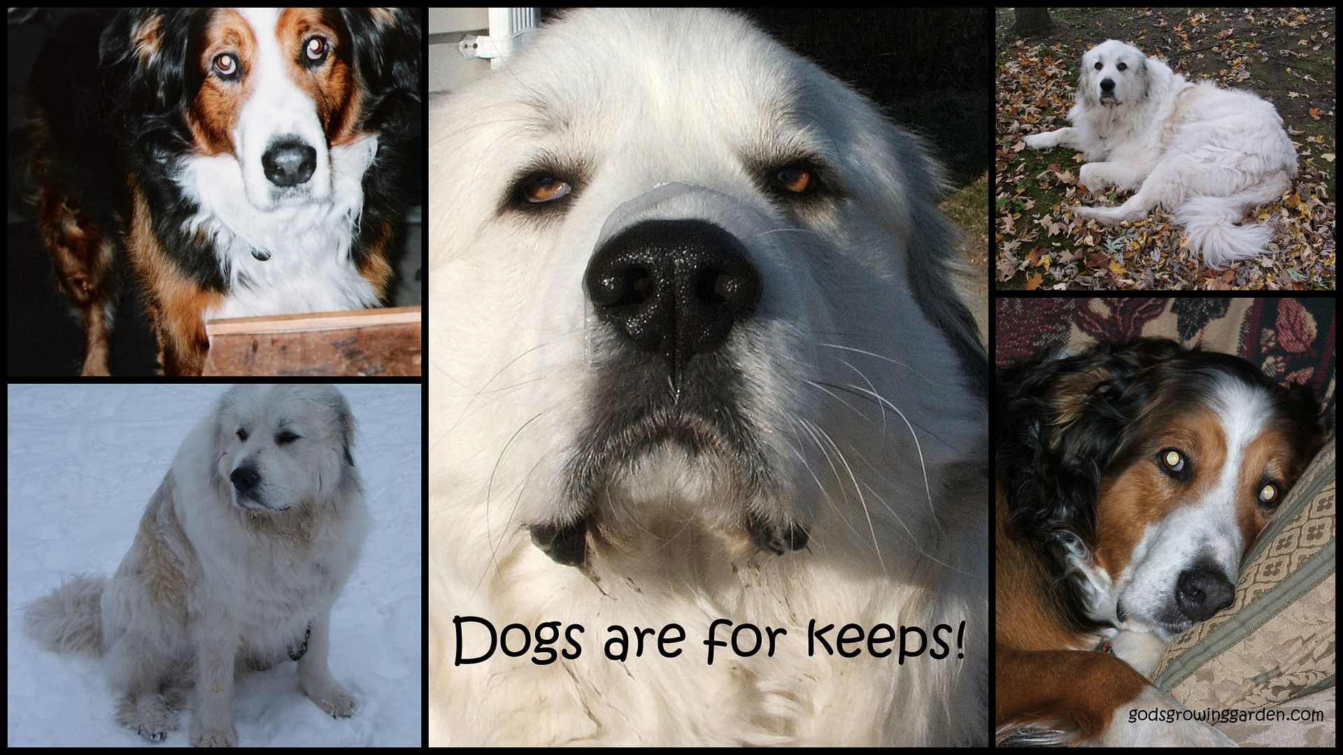 Dogs are for keeps by Angie Ouellette-Tower for godsgrowinggardencom/ photo 2009AnimalKids_zps70fade41.jpg