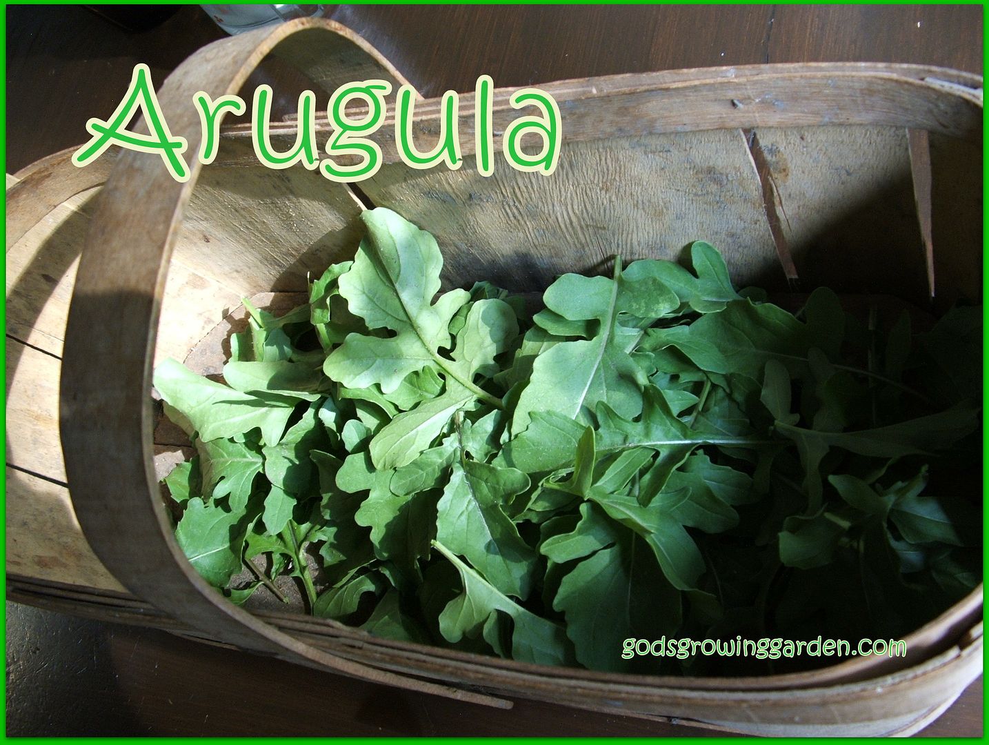 Arugula by Angie Ouellette-Tower for godsgrowinggarden.com photo 009_zpsc4cebdfe.jpg