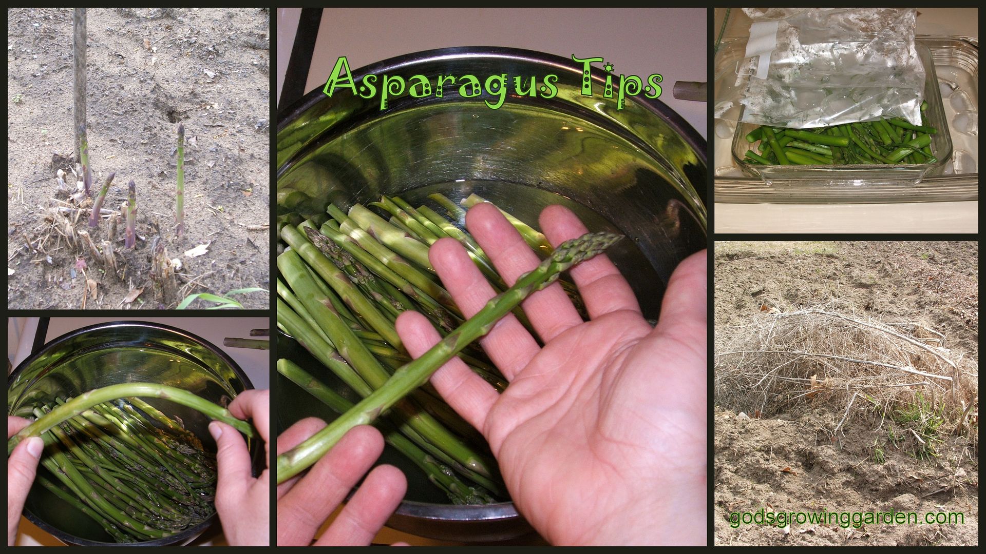 Asparagus by Angie Ouellette-Tower for godsgrowinggarden.com photo BlogStuff_zps619fb8bc.jpg