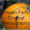 Helen Fern Original Photography