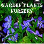 Garden Plants Nursery