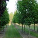 Tree Nursery Online