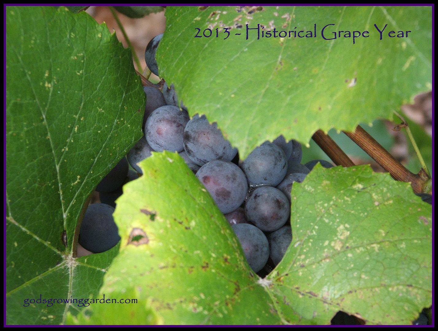 Grape Year by Angie Ouellette-Tower for godsgrowinggarden.com/ photo 010_zpsee8aadfb.jpg