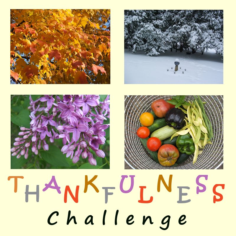 by Angie Ouellette-Tower for http://www.godsgrowinggarden.com/ photo ThankfulnessChallenge_zpsm0zb5auw.jpg
