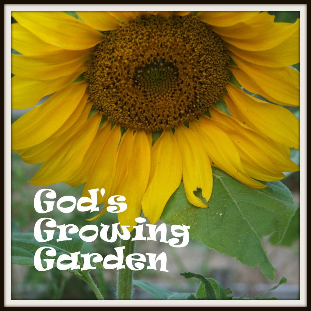 025-Copy-1, http://godsgrowinggarden.com/