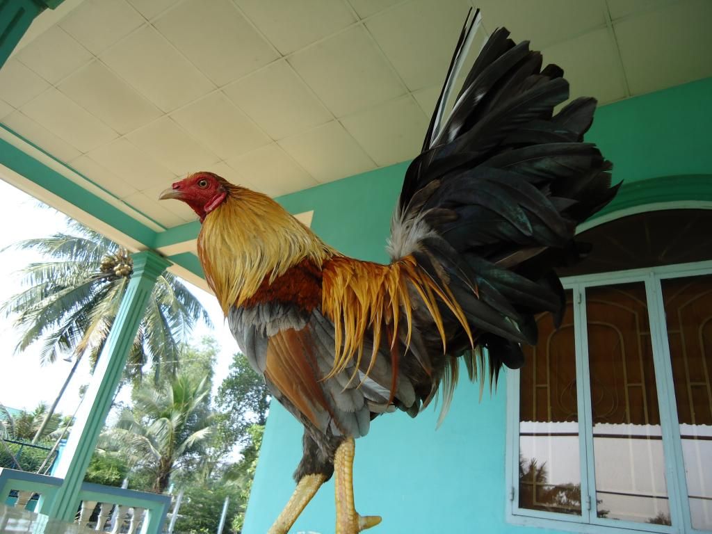 Bán gà tre lai mỹ gà mới về ........!!!!!!!!!! - 23