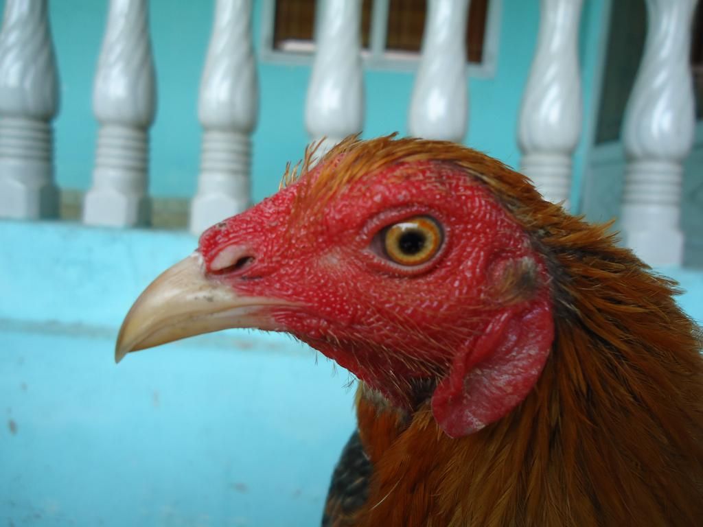 Bán gà tre lai mỹ gà mới về ........!!!!!!!!!! - 24