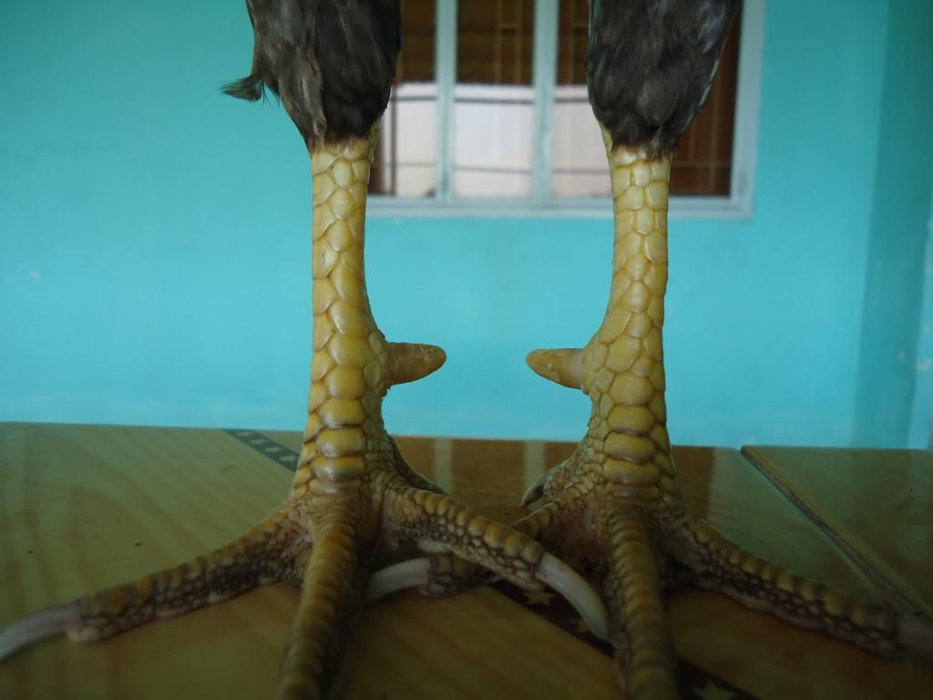 Bán gà tre lai mỹ gà mới về ........!!!!!!!!!! - 25