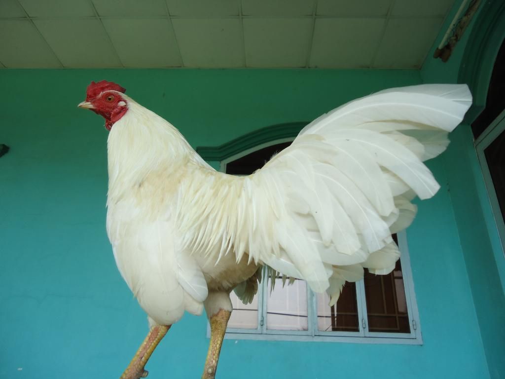 Bán gà tre lai mỹ gà mới về ........!!!!!!!!!! - 13