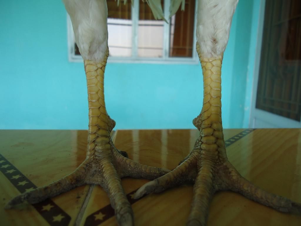 Bán gà tre lai mỹ gà mới về ........!!!!!!!!!! - 16