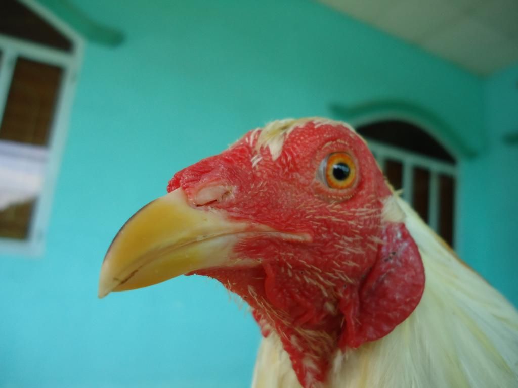 Bán gà tre lai mỹ gà mới về ........!!!!!!!!!! - 7