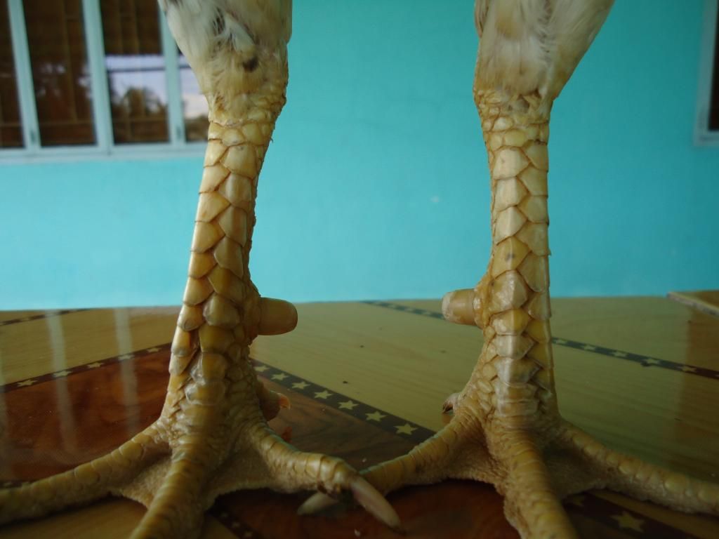 Bán gà tre lai mỹ gà mới về ........!!!!!!!!!! - 8