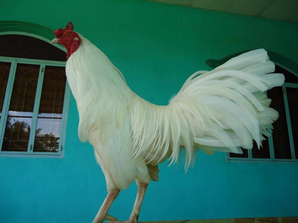 Bán gà tre lai mỹ gà mới về ........!!!!!!!!!! - 9