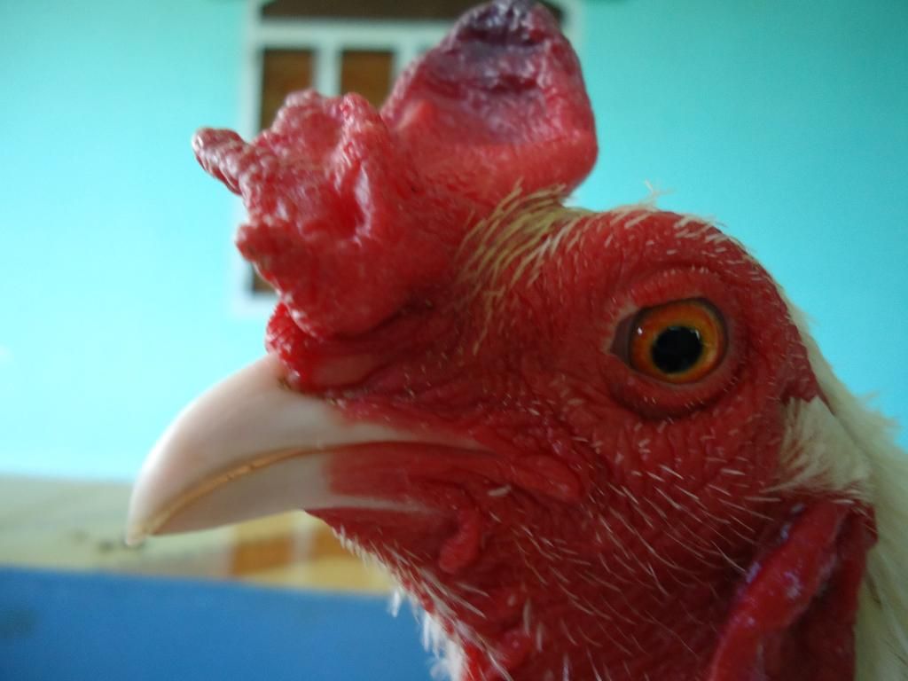 Bán gà tre lai mỹ gà mới về ........!!!!!!!!!! - 11