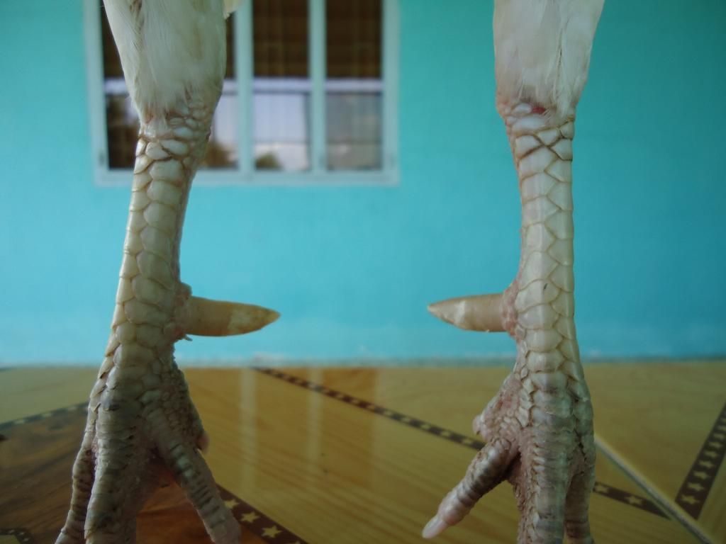 Bán gà tre lai mỹ gà mới về ........!!!!!!!!!! - 12