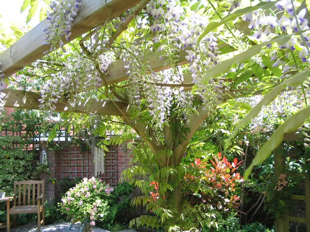http://i1145.photobucket.com/albums/o502/lavenderlady1/IMG_1812.jpg
